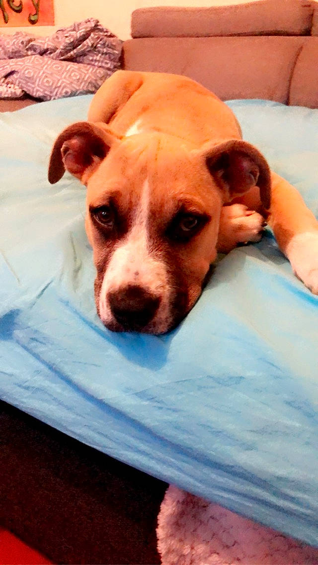 Nikita participe au concours pour gagner de l'argent avec cette photo : canidae, carnivore, collar, comfort, companion_dog, dog, dog_breed, dog_supply, ear, eye, fawn, guard_dog, linens, paw, puppy, puppy_love, terrier, whiskers, working_animal, working_dog