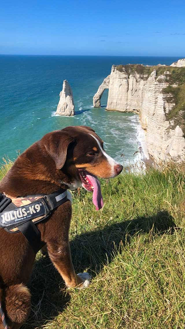 Galeopsis participe au concours pour gagner de l'argent avec cette photo : adventure, carnivore, collar, companion_dog, dog, dog_breed, grass, headland, klippe, landscape, leisure, mountain, natural_landscape, plant, recreation, rock, sky, sporting_group, water, working_animal