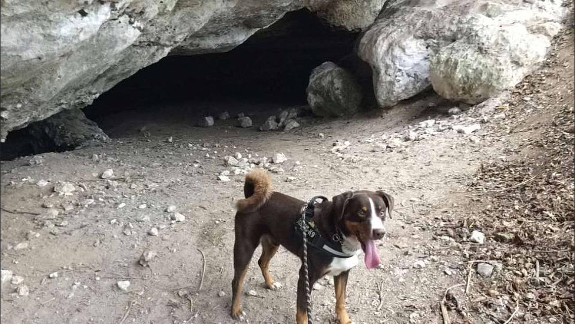 Galeopsis a rejoint le concours — aidez-le/la à gagner de superbes lots ! bedrock, canidae, carnivore, cave, collar, companion_dog, dog, dog_breed, fawn, hunting_dog, mammal, rock, snout, soil, sporting_group, street_dog, tail, terrestrial_animal, working_animal, working_dog