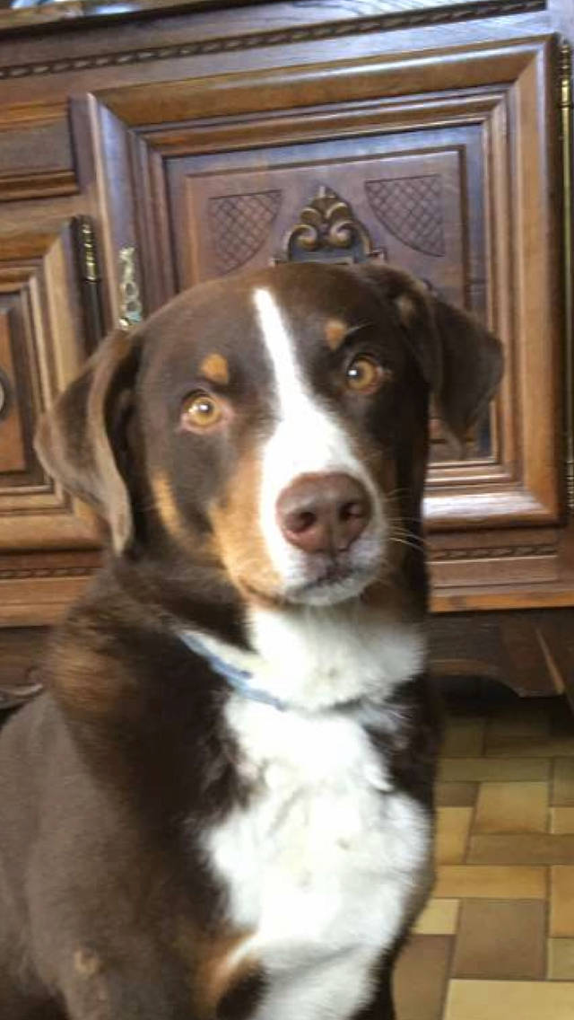 Galeopsis participe au concours pour gagner de l'argent avec cette photo : ball, bernese_mountain_dog, bored, canidae, carnivore, companion_dog, dog, dog_breed, door, fur, hardwood, herding_dog, picture_frame, snout, sporting_group, terrestrial_animal, whiskers, window, wood, working_animal