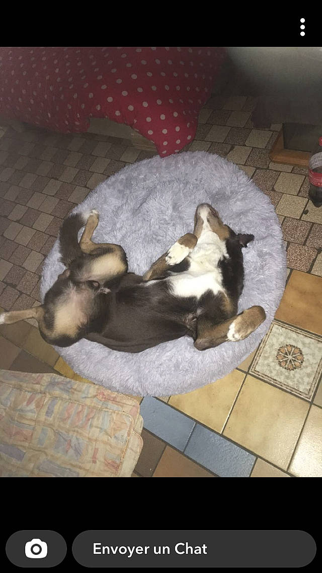 Galeopsis participe au concours pour gagner de l'argent avec cette photo : canidae, carnivore, comfort, companion_dog, dog, dog_breed, fawn, flooring, fur, hardwood, nap, non_sporting_group, paw, snout, sporting_group, tail, wood, working_animal