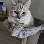 abyssinian, angora, animal, armchair, blanket, cat, chair, couch, furniture, hardwood, homedecor, kitten, linen, manx, pet, plywood, shelf, siamese, towel, wood