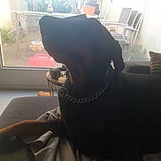 Oprah participe au concours pour gagner de l'argent avec cette photo : animal, blanket, calm, chain_collar, chair, couch, doberman, dog, furniture, garden, home, indoor, outdoor, pet, plant_pot, relaxing, shadow, silhouette, table, window