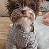 dog, small_dog, puppy, brown_and_white_fur, knitted_sweater, cozy, indoors, couch, blanket, pillows, pet, fur, ears, cute, sitting, looking_up, portrait, home, warm_clothing, companion