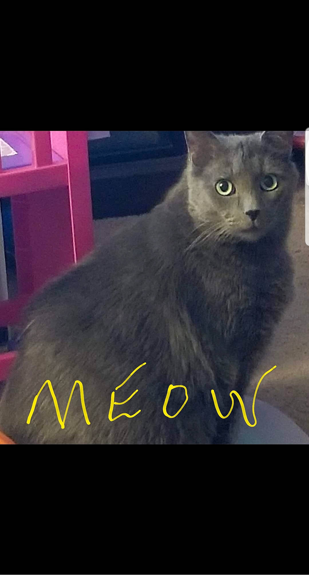 Snooty joined the competition — help win amazing prizes! asian, black_cat, bombay, carnivore, cat, chartreux, domestic_short_haired_cat, felidae, kitten, korat, mammal, nebelung, night, photo_caption, russian_blue, sky, small_to_medium_sized_cats, square, whiskers