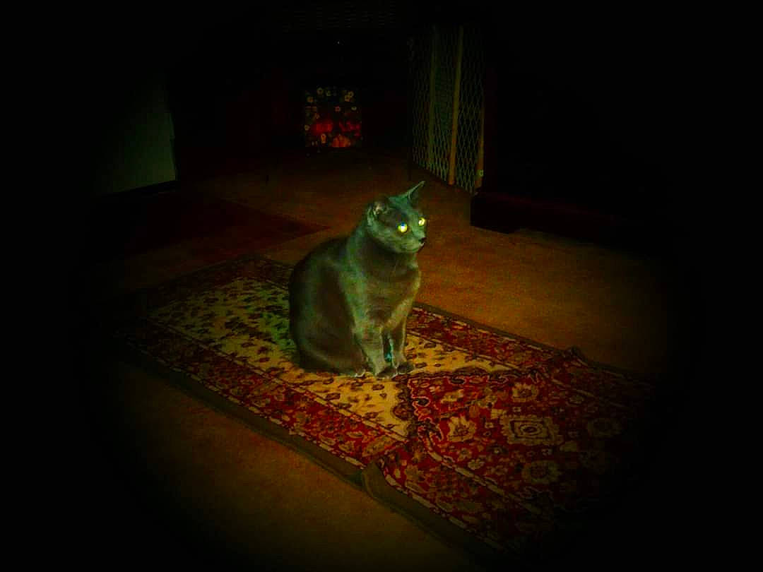 Snooty joined the competition — help win amazing prizes! black, brown, cat, darkness, felidae, green, leaf, light, lighting, macro_photography, night, organism, photography, room, small_to_medium_sized_cats, snapshot, still_life_photography, sunlight, whiskers, yellow