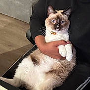 Hendrix joined the competition — help win amazing prizes! cat, siamese_cat, pet, animal, feline, indoor, person, hand, collar, bells, fur, blue_eyes, sitting, lap, couch, relaxing, cozy, home, comfort, holding