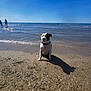 animal, beach, collar, dog, nature, ocean, outdoor, pet, quiet, relaxation, sand, seaside, shadow, shore, sky, summer, sunlight, vacation, water, waves