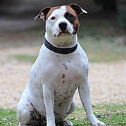 Vénus a rejoint le concours — aidez-le/la à gagner de superbes lots ! animal, brown_patch, calm, canine, collar, cute, dog, ears, face, focused, friendly, grass, nature, outdoor, paw, pet, portrait, sitting, spot, white_fur