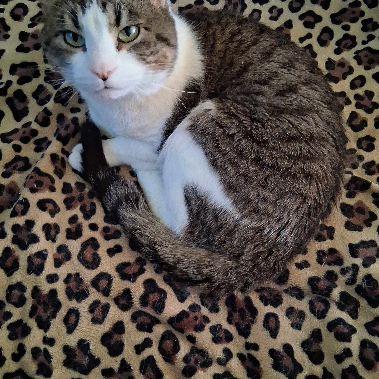 Luna is registered to the contest to win money with this photo: animal, blanket, cat, cozy, curled_up, cute, ears, feline, fur, green_eyes, indoor, leopard_print, mammal, pet, resting, sleepy, tabby_cat, tail, whiskers, white_fur