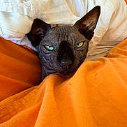 Bagheera participe au concours pour gagner de l'argent avec cette photo : sphynx_cat, cat, pet, animal, wrinkled_skin, green_eyes, blanket, orange_blanket, white_blanket, bed, cozy, indoor, feline, furless_cat, closeup, portrait, resting, looking, cute, mischievous