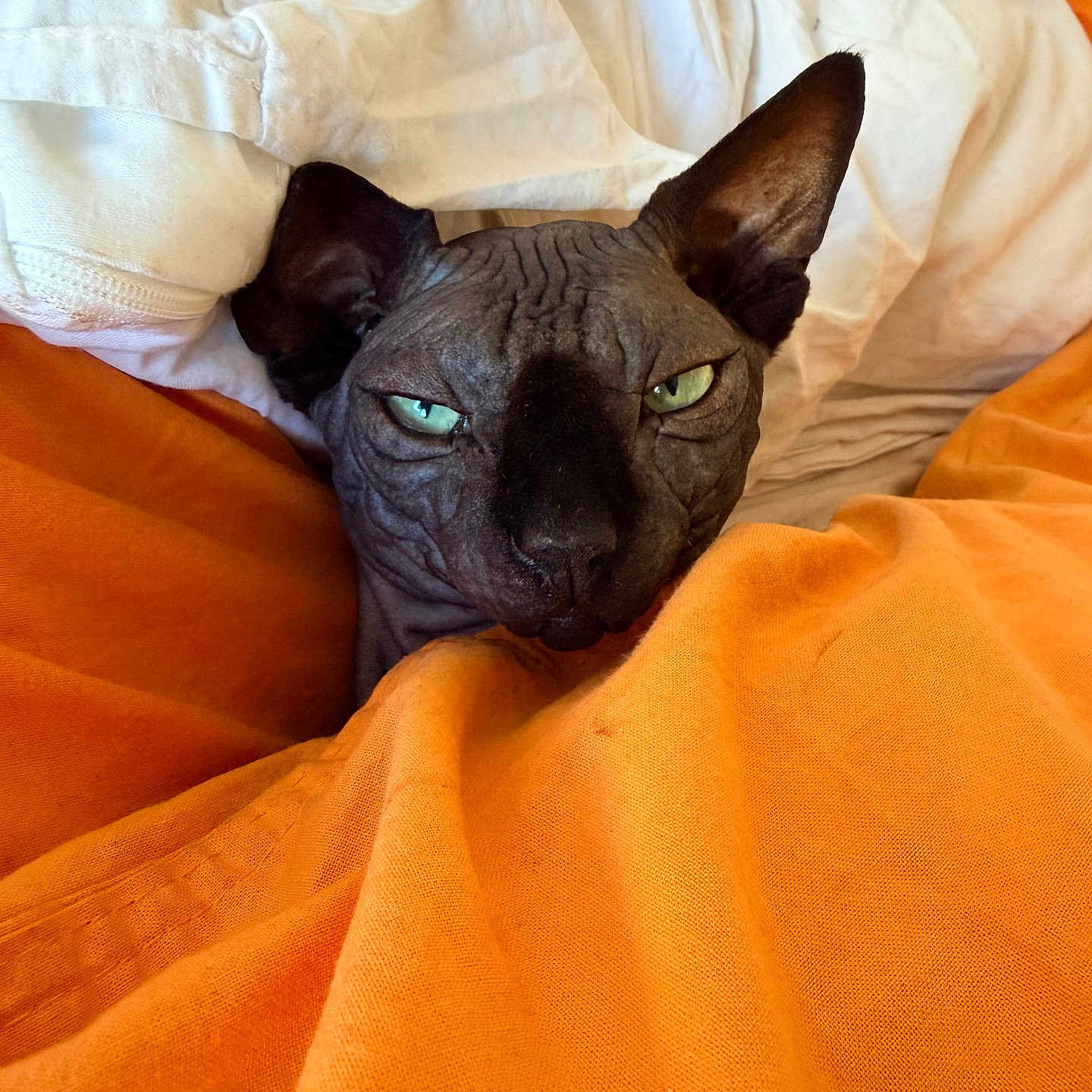 Bagheera