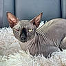 sphynx_cat, cat, hairless, pet, animal, lying_down, fluffy_rug, indoor, wrinkled_skin, one_eye_closed, relaxed, close_up, feline, whiskers, ears, nose, tongue_hidden, soft_texture, gray, cozy