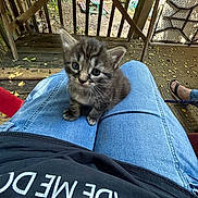 Charlie joined the competition — help win amazing prizes! kitten, cat, lap, jeans, person, porch, wood, leaves, outdoor, furniture, picnic_table, footwear, sandals, shirt, black_shirt, pet, animal, cute, small, curious