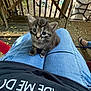 kitten, cat, lap, jeans, person, porch, wood, leaves, outdoor, furniture, picnic_table, footwear, sandals, shirt, black_shirt, pet, animal, cute, small, curious