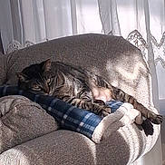 Phoebe Ann joined the competition — help win amazing prizes! armchair, blanket, cat, cats, chair, cozy, curtains, cushion, feline, furniture, home, indoor, nap, pet, relaxing, resting, sleeping, sunlight, tabby, window