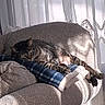 armchair, blanket, cat, cats, chair, cozy, curtains, cushion, feline, furniture, home, indoor, nap, pet, relaxing, resting, sleeping, sunlight, tabby, window