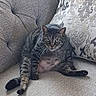 animal, cat, close_up, couch, cushions, feline, funny, green_eyes, home, indoor, lounging, pet, pointed_ears, portrait, relaxed, sitting, sofa, striped_fur, tabby_cat, whiskers