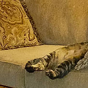 Phoebe Ann joined the competition — help win amazing prizes! animal, cat, couch, cozy, cushion, domestic_animal, furniture, home, indoor, leg, living_room, mammal, paw, pet, relaxing, resting, sleeping, sofa, striped, tabby_cat