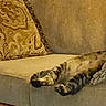 animal, cat, couch, cozy, cushion, domestic_animal, furniture, home, indoor, leg, living_room, mammal, paw, pet, relaxing, resting, sleeping, sofa, striped, tabby_cat