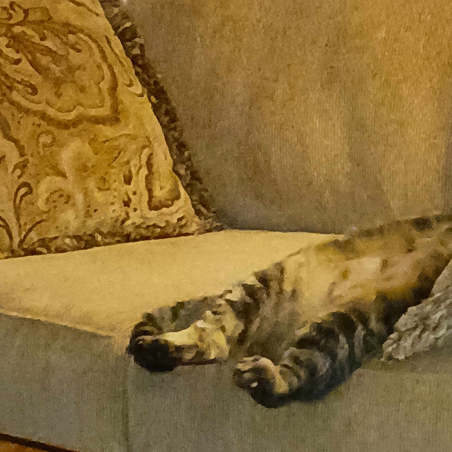 Phoebe Ann joined the competition — help win amazing prizes! animal, cat, couch, cozy, cushion, domestic_animal, furniture, home, indoor, leg, living_room, mammal, paw, pet, relaxing, resting, sleeping, sofa, striped, tabby_cat