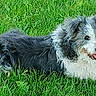animal, black_and_white, black_borders, canine, curly_fur, daylight, dog, grass, greenery, happy, lawn, long_hair, lying_down, outdoor, park, pet, portrait, relaxed, shaggy, tongue_out