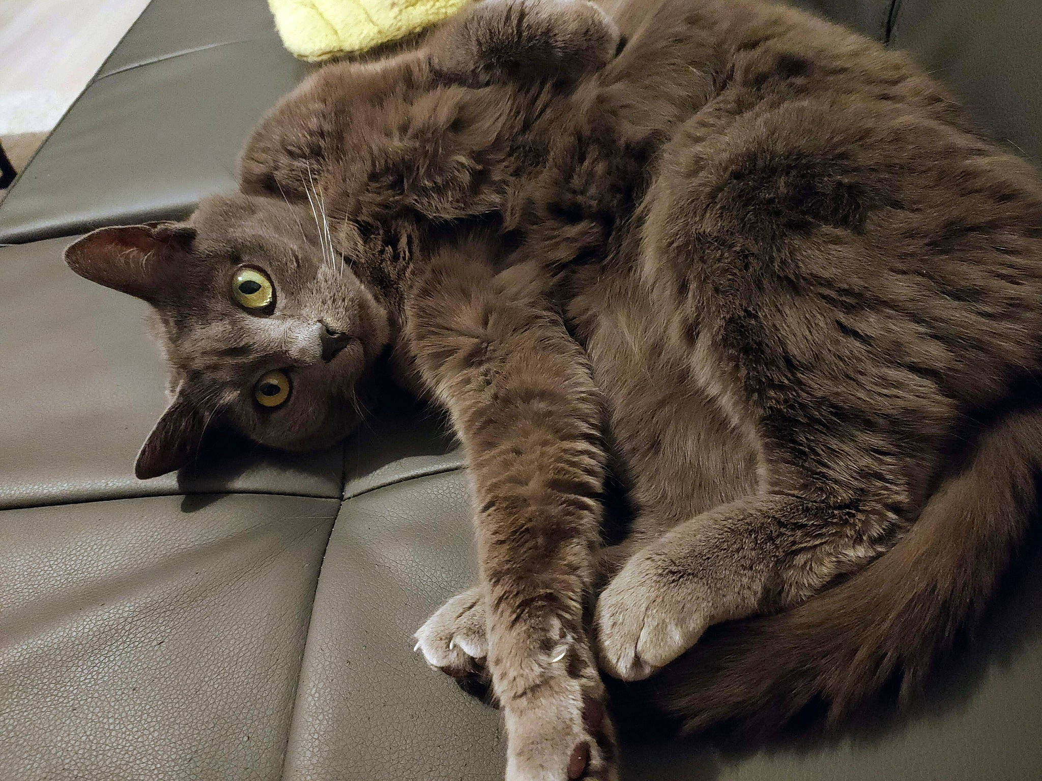 Isis a rejoint le concours — aidez-le/la à gagner de superbes lots ! black_cat, carnivore, cat, claw, comfort, domestic_short_haired_cat, felidae, fur, grey, paw, small_to_medium_sized_cats, snout, tail, terrestrial_animal, whiskers