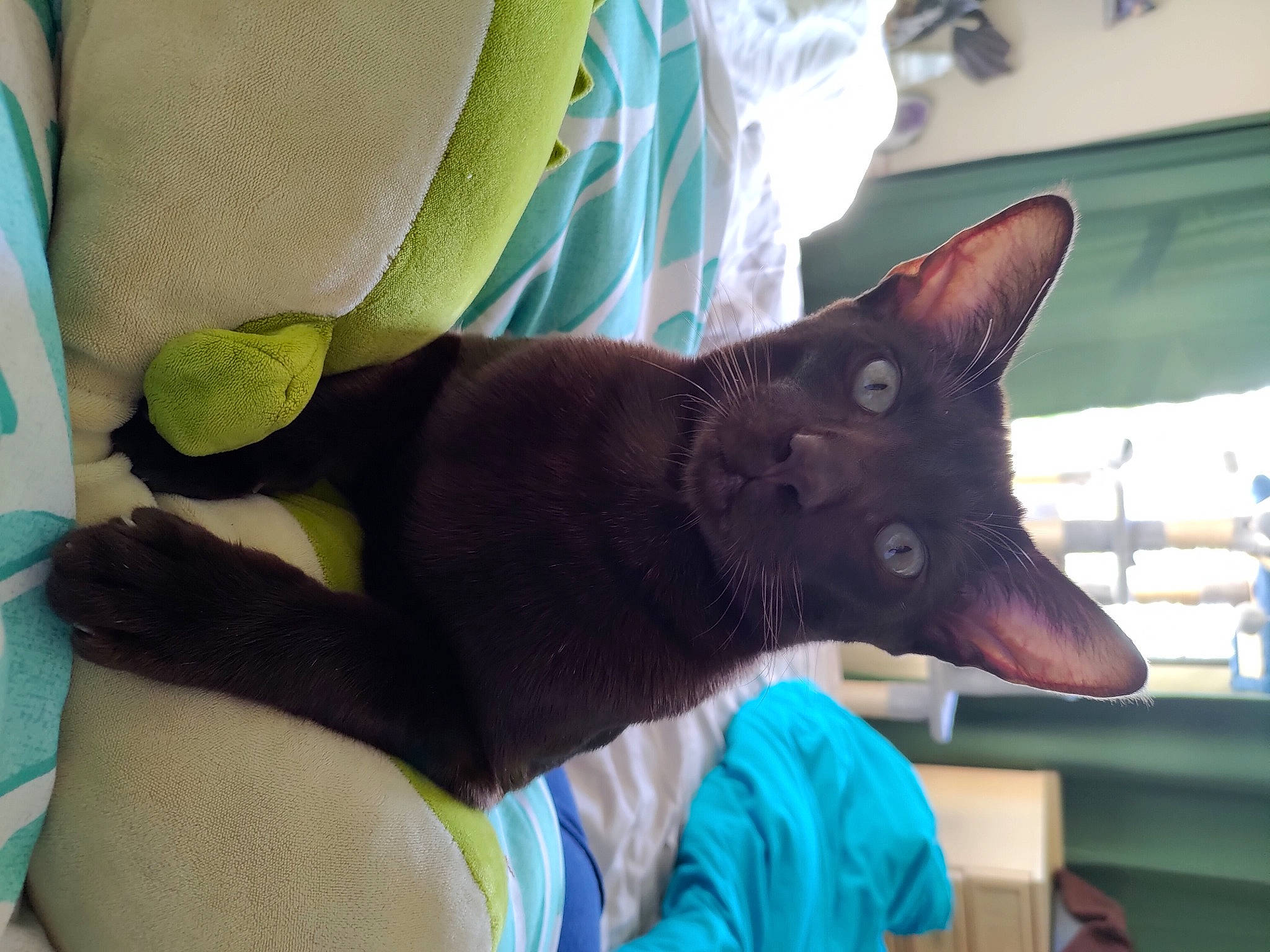 Levi is registered to the contest to win money with this photo: black_cat, bombay, carnivore, cat, comfort, domestic_short_haired_cat, electric_blue, felidae, fur, gesture, houseplant, plant, room, small_to_medium_sized_cats, tail, tree, whiskers, window