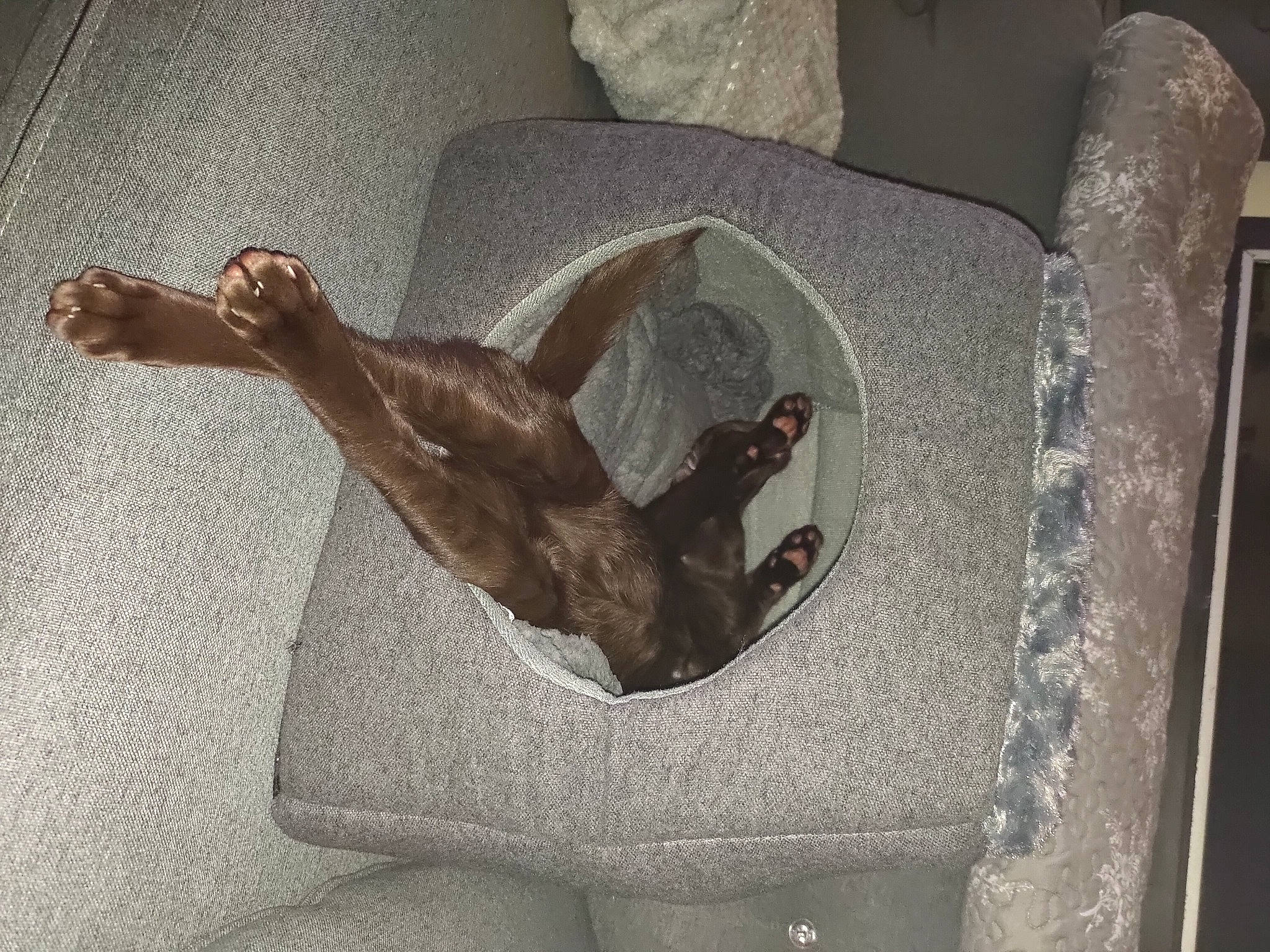 Levi is registered to the contest to win money with this photo: art, artifact, automotive_tire, bronze_sculpture, bumper, carving, comfort, elbow, felidae, grey, human_leg, metal, sculpture, small_to_medium_sized_cats, statue, tail, tree, vehicle_door, visual_arts, wood