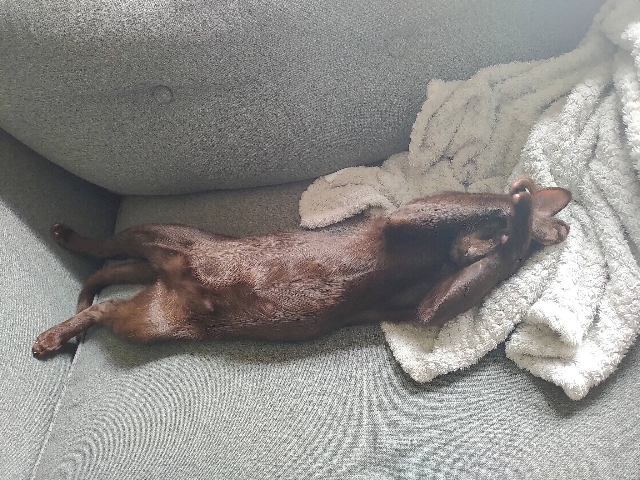 Levi joined the competition — help win amazing prizes! canidae, carnivore, claw, comfort, companion_dog, dog, dog_breed, fawn, felidae, fur, hardwood, linens, liver, nap, paw, small_to_medium_sized_cats, sporting_group, tail, working_animal