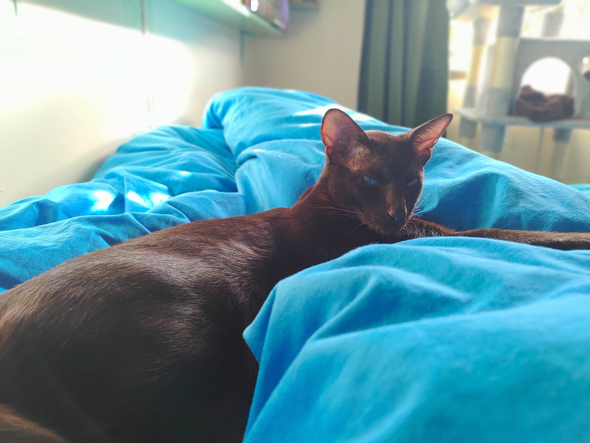 Levi joined the competition — help win amazing prizes! bed, bed_sheet, bedding, bedroom, black_cat, carnivore, cat, comfort, domestic_short_haired_cat, electric_blue, felidae, fur, house, human_leg, linens, nap, room, small_to_medium_sized_cats, textile, whiskers