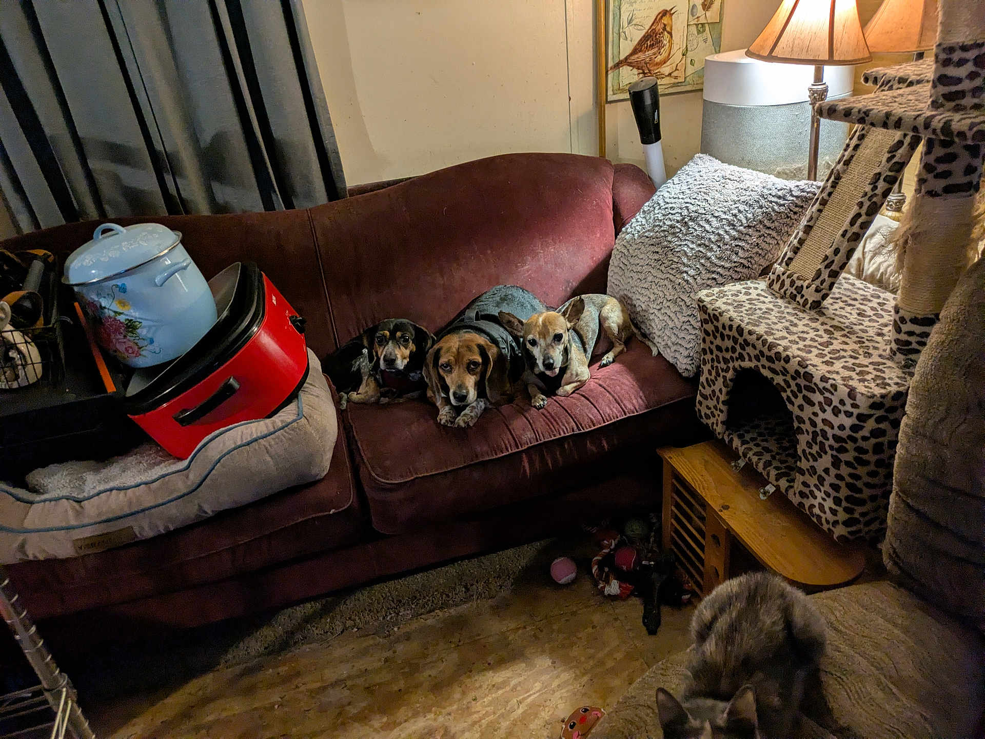 Dolly joined the competition — help win amazing prizes! dog, dogs, cat, couch, leopard_print, cat_tree, lamp, pillow, pet_toys, indoor, curtains, wood_floor, animal, pet, furniture, cozy, brown, curious, resting, three