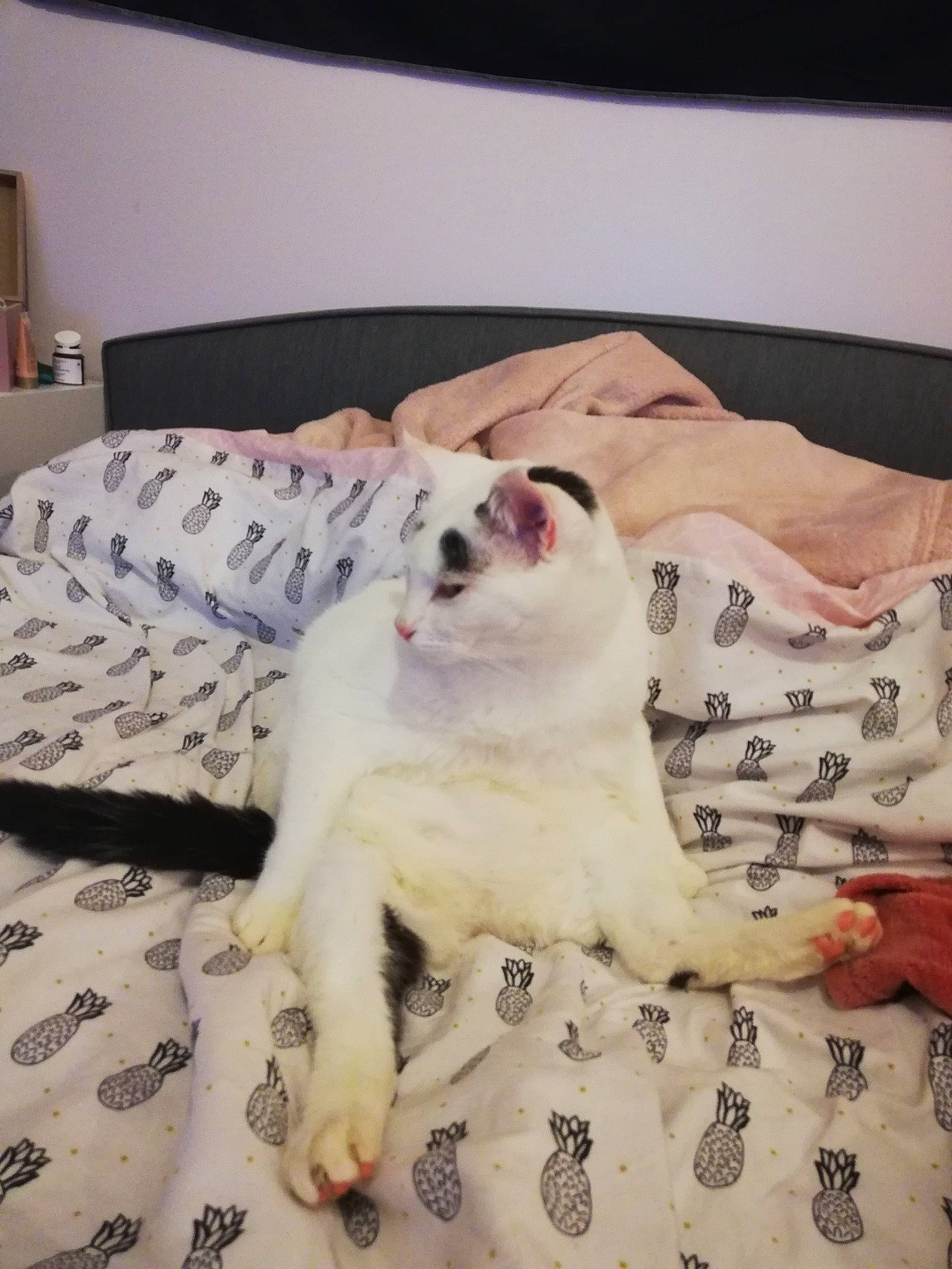 Raymond participe au concours pour gagner de l'argent avec cette photo : bed, bed_sheet, bedding, bedroom, cabinetry, canidae, carnivore, companion_dog, dog, dog_breed, home_accessories, lamp, linens, sporting_group, terrestrial_animal, working_animal, working_dog