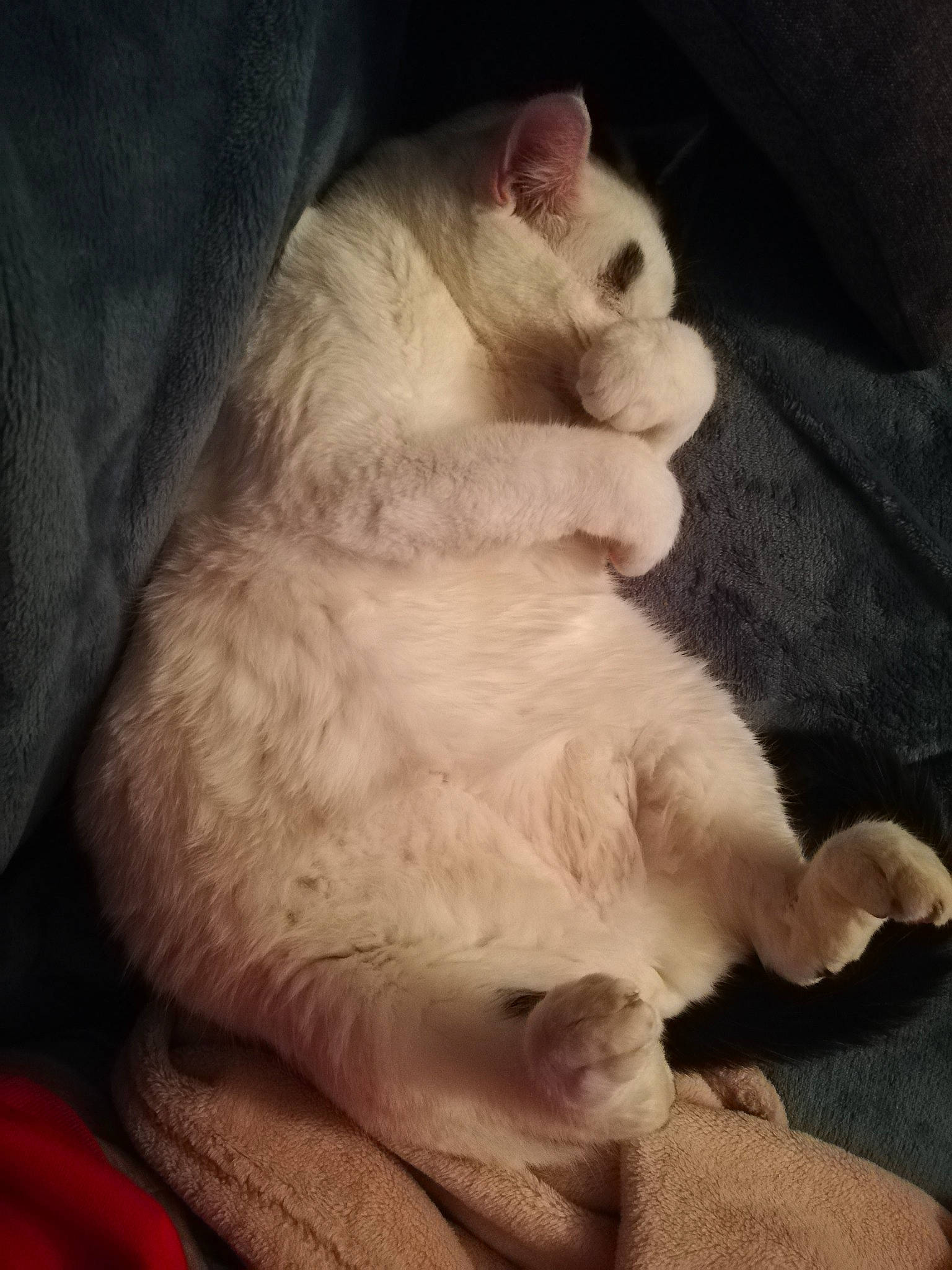 Raymond participe au concours pour gagner de l'argent avec cette photo : burmilla, canidae, carnivore, cat, colorpoint_shorthair, dog_breed, fawn, felidae, khao_manee, kitten, mammal, nap, nose, puppy, puppy_love, ragdoll, small_to_medium_sized_cats, whiskers