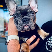 Benny joined the competition — help win amazing prizes! dog, puppy, french_bulldog, pet, animal, ears, paw, close_up, portrait, cute, wrinkles, black_and_tan, human_hand, watch, indoor, blurred_background, face, young, holding, pet_owner
