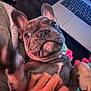 Benny is registered to the contest to win money with this photo: dog, puppy, french_bulldog, pet, cute, playful, hand, tickling, indoor, blanket, laptop, cozy, animal, closeup, fur, ears, snout, expression, domestic, companion