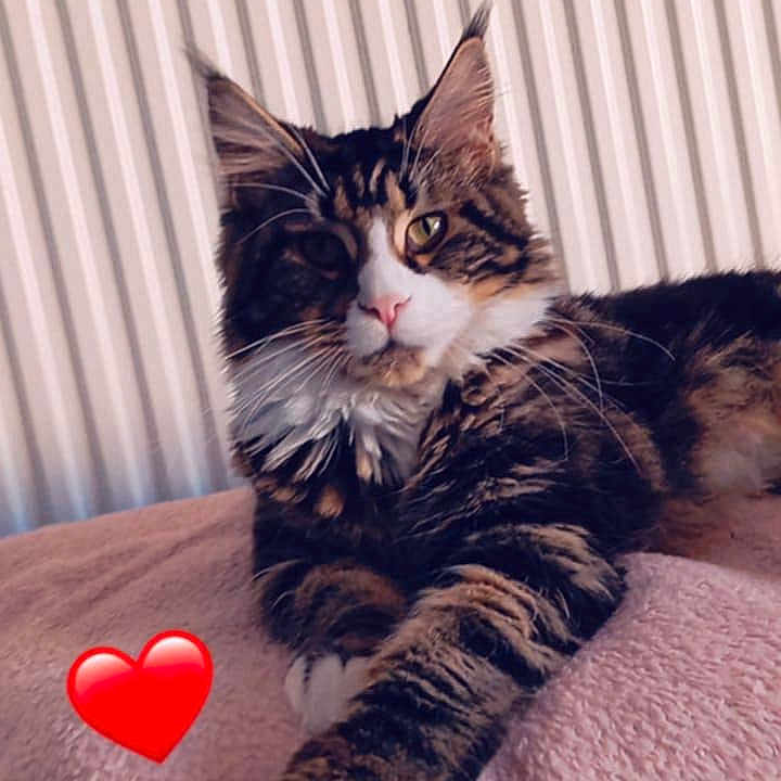 Una a rejoint le concours — aidez-le/la à gagner de superbes lots ! animal, appliance, cat, device, electricaldevice, furniture, heart, indoors, interiordesign, kitten, loveheartsymbol, manx, person, pet, radiator, sleeping, symbol