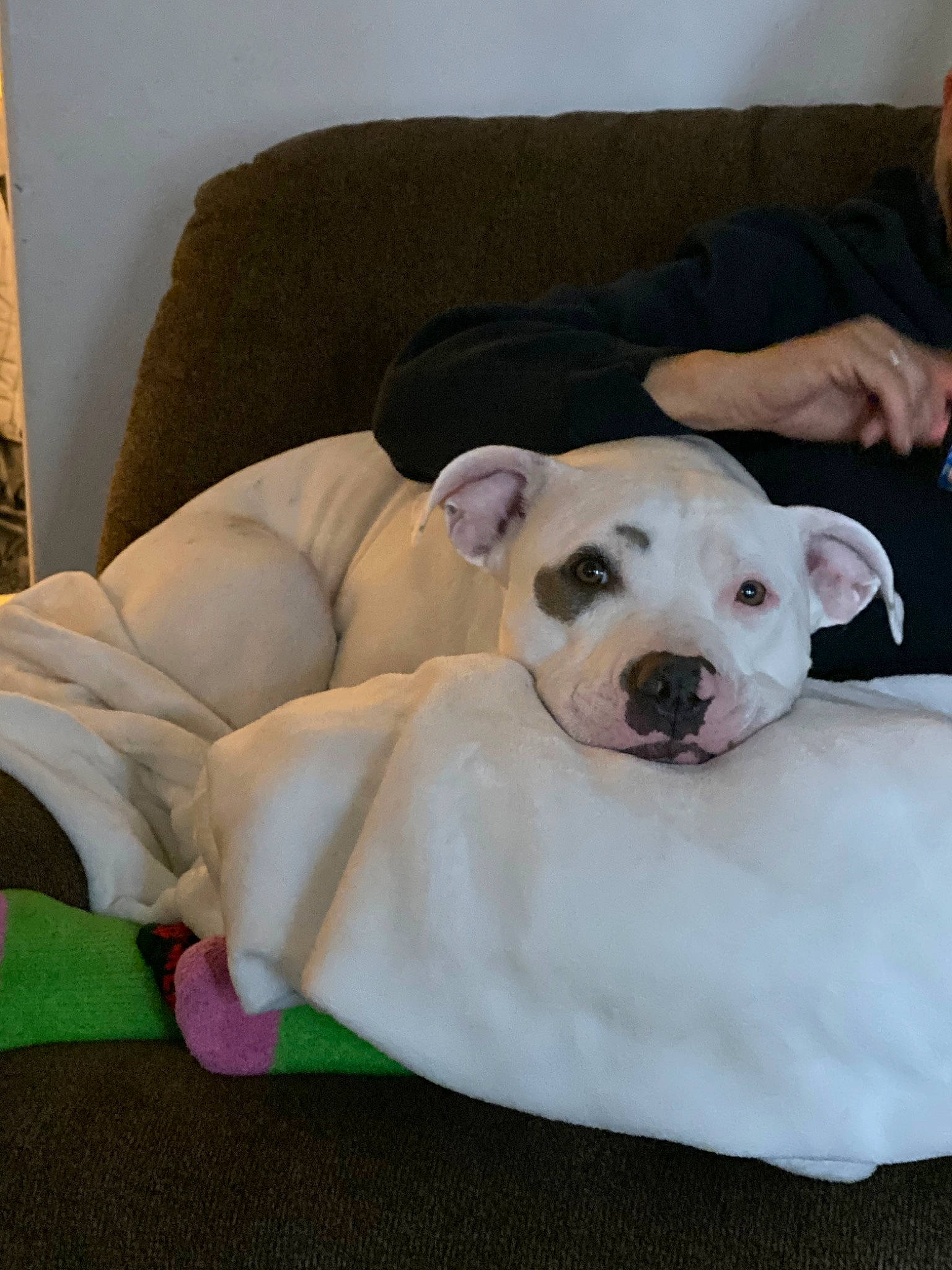 Tug is registered to the contest to win money with this photo: american_bulldog, australian_bulldog, bulldog, canidae, carnivore, companion_dog, dog, dog_breed, dogo_argentino, dogo_guatemalteco, fawn, mammal, non_sporting_group, pit_bull, puppy, snout, valley_bulldog, vertebrate, white_english_bulldog