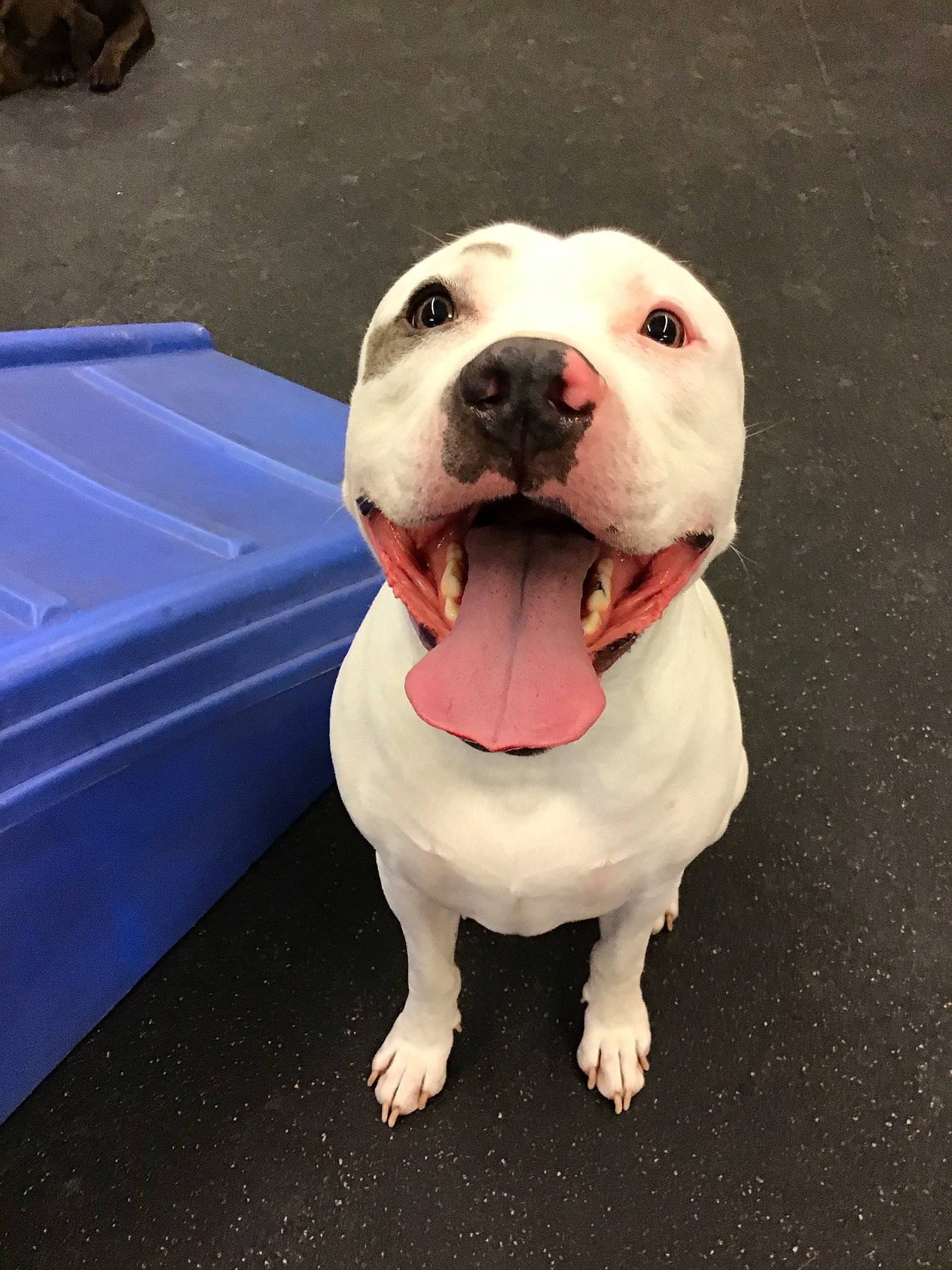 Tug is registered to the contest to win money with this photo: american_bulldog, american_pit_bull_terrier, american_staffordshire_terrier, bulldog, canidae, carnivore, dog, dog_breed, dogo_guatemalteco, fawn, mammal, non_sporting_group, nose, pit_bull, rare_breed_dog, snout, sporting_group, staffordshire_bull_terrier, valley_bulldog, vertebrate