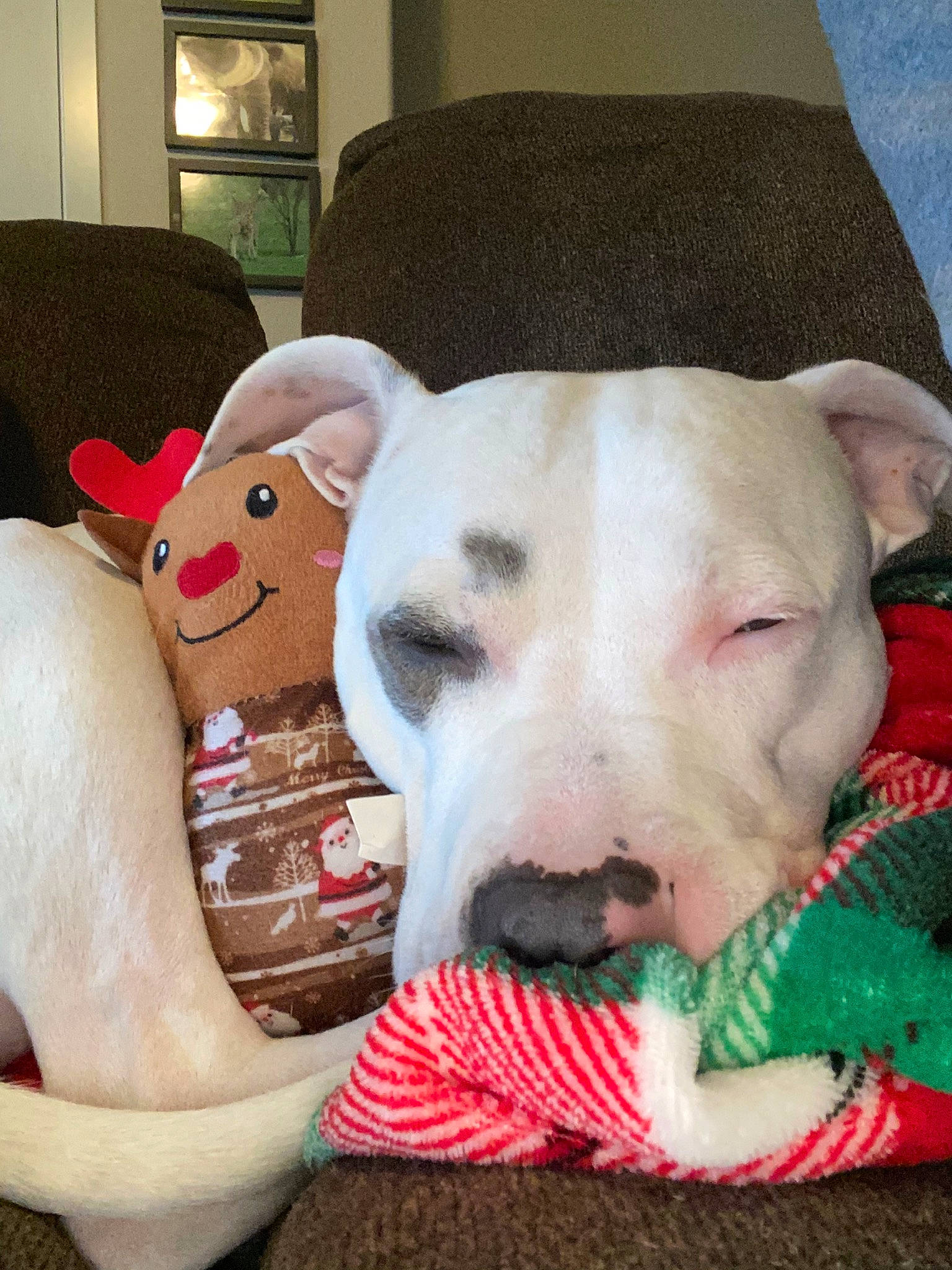 Tug is registered to the contest to win money with this photo: bull_and_terrier, bull_terrier, bull_terrier_miniature, bulldog, canidae, carnivore, companion_dog, dog, dog_breed, english_white_terrier, fawn, mammal, non_sporting_group, nose, old_english_terrier, pit_bull, rare_breed_dog, snout, terrier, vertebrate