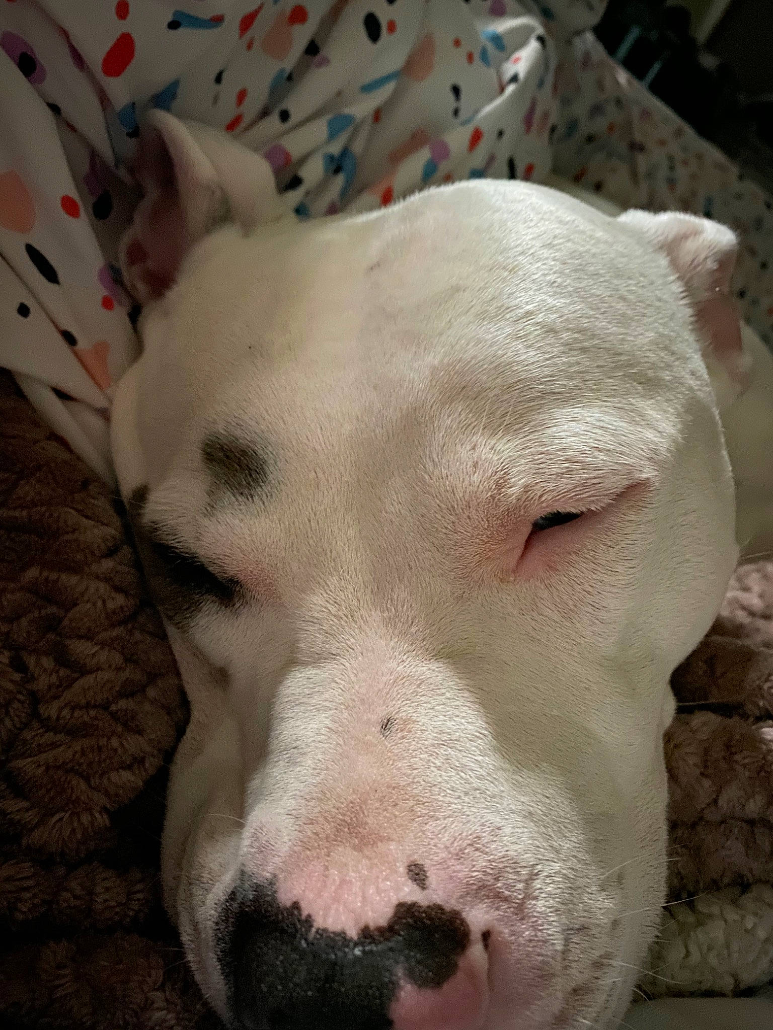 Tug joined the competition — help win amazing prizes! american_bulldog, american_pit_bull_terrier, bully_kutta, canidae, carnivore, cordoba_fighting_dog, dog, dog_breed, dogo_argentino, dogo_guatemalteco, ear, head, mammal, non_sporting_group, nose, pit_bull, rare_breed_dog, snout, valley_bulldog, vertebrate