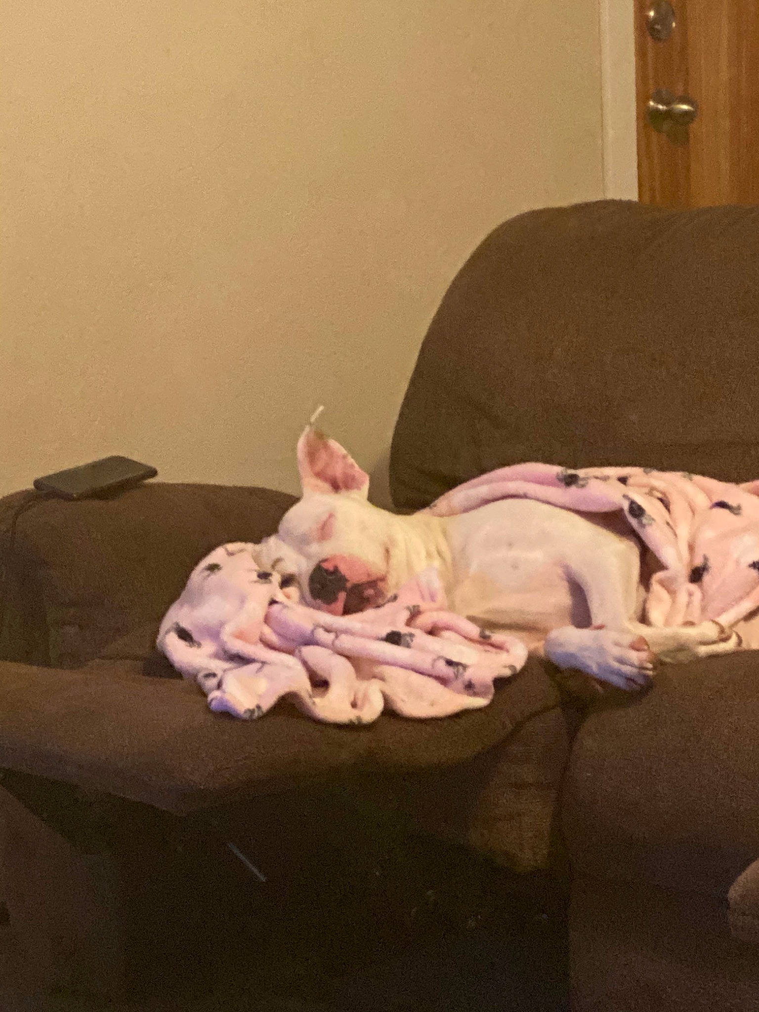 Tug joined the competition — help win amazing prizes! canidae, non_sporting_group, weimaraner