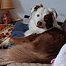 R'Wan participe au concours pour gagner de l'argent avec cette photo : animal, brown, comfort, couch, cozy, curious, dog, domestic, face, fur, furniture, home, indoor, lamp, looking, pet, pillow, relaxed, resting, white