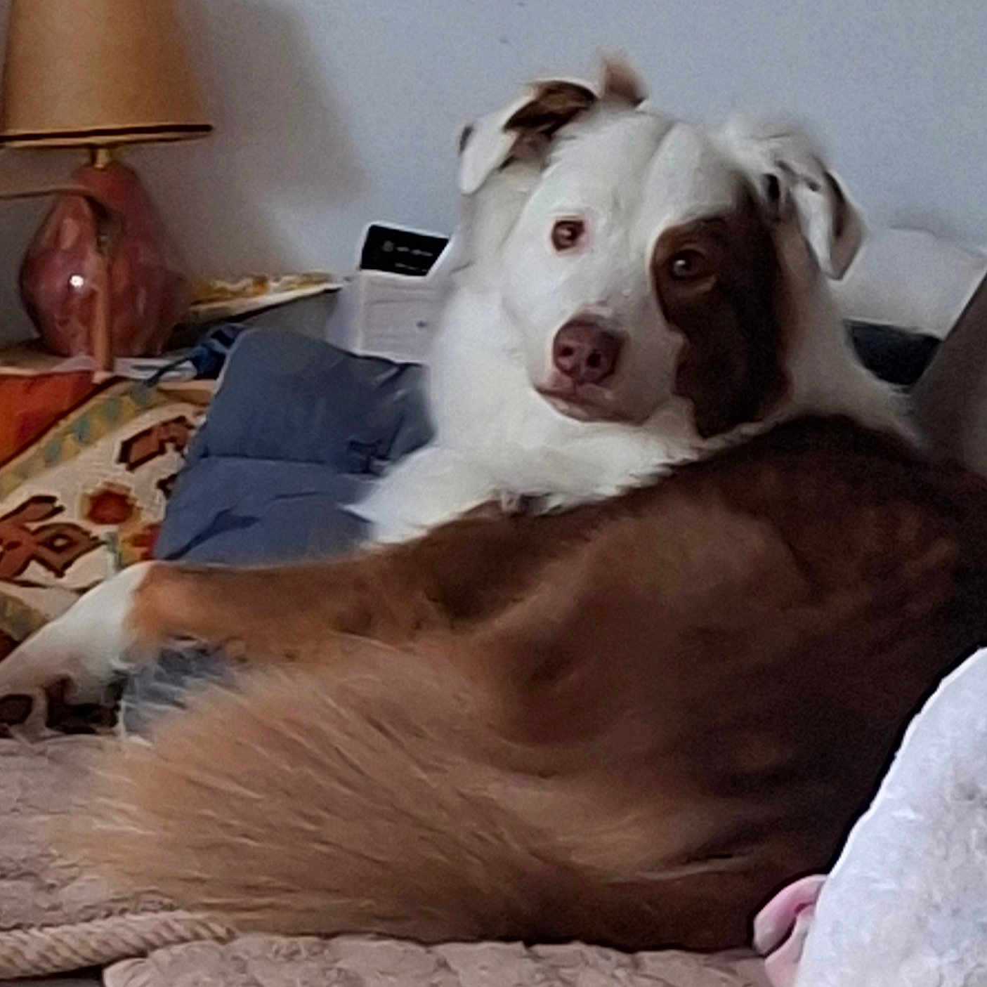 R'Wan participe au concours pour gagner de l'argent avec cette photo : animal, brown, comfort, couch, cozy, curious, dog, domestic, face, fur, furniture, home, indoor, lamp, looking, pet, pillow, relaxed, resting, white