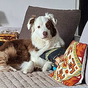 R'Wan participe au concours pour gagner de l'argent avec cette photo : dog, brown_and_white, fluffy, couch, pillows, blanket, indoor, pet, relaxed, resting, home, furniture, cozy, comfort, canine, fur, looking, lying_down, domestic_animal, cute