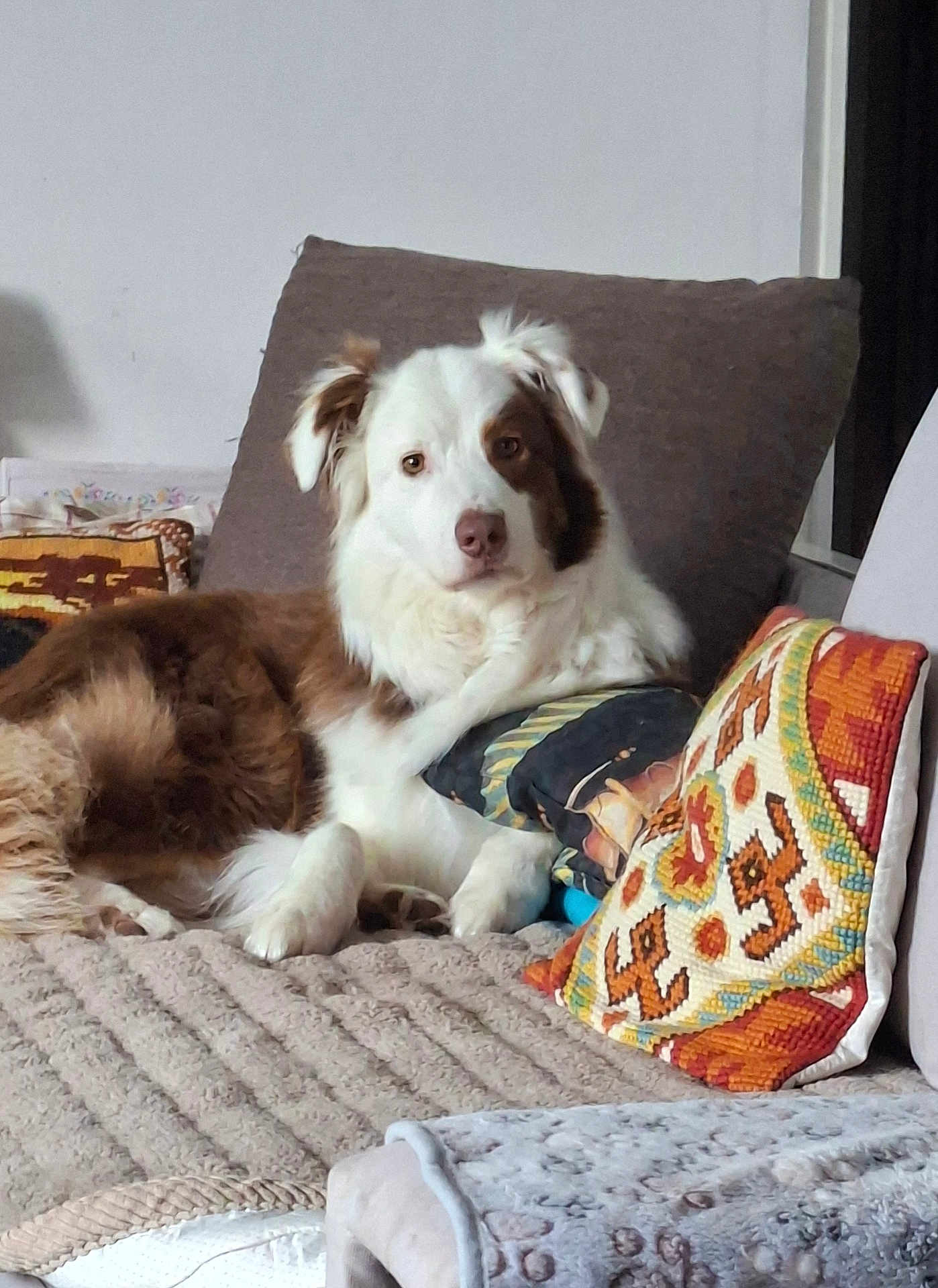 R'Wan participe au concours pour gagner de l'argent avec cette photo : dog, brown_and_white, fluffy, couch, pillows, blanket, indoor, pet, relaxed, resting, home, furniture, cozy, comfort, canine, fur, looking, lying_down, domestic_animal, cute