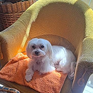 R'Wan participe au concours pour gagner de l'argent avec cette photo : armchair, basket, comfort, cozy, cute, dog, domestic_animal, fluffy, furniture, home, indoor, orange_towel, pet, relaxing, resting, seat, small_dog, sunlight, texture, white_dog