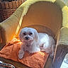 dog, white_dog, armchair, orange_towel, sunlight, indoor, cozy, basket, pet, furniture, resting, small_dog, fluffy, domestic_animal, relaxing, texture, home, comfort, seat, cute