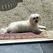 Lou a rejoint le concours — aidez-le/la à gagner de superbes lots ! dog, white_dog, pet, outdoor, sunlight, doormat, relaxed, fur, small_dog, laying_down, curious, animal, companion, home, tile_floor, stone_ground, daylight, cute, canine, resting