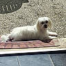 dog, white_dog, pet, outdoor, sunlight, doormat, relaxed, fur, small_dog, laying_down, curious, animal, companion, home, tile_floor, stone_ground, daylight, cute, canine, resting